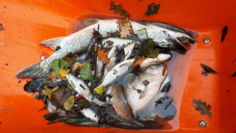 More than 1,000 fish died as a result of sewage in rivers