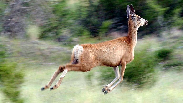 A white-tailed deer passing through a field near Pine Creek
Pic:AP