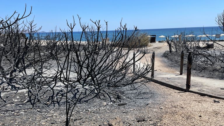 Bushes destroyed by wildfires which have torn through Kiotari, Rhodes, Greece. Siobhan Robbins eyewitness VT.