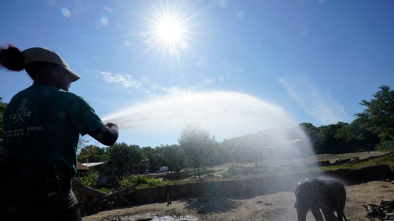 Zoologist Kris Marshall uses a water canon to help an elephant keep cool from the heat at the Dallas Zoo in Dallas, Friday, June 30, 2023. (AP Photo/LM Otero)
