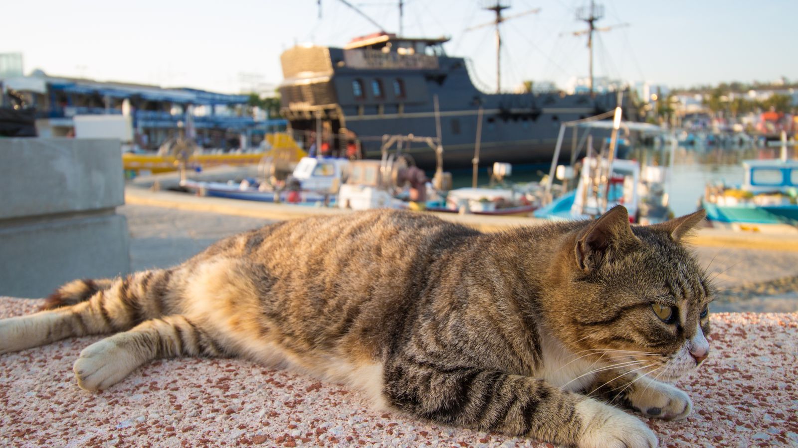 Sick cats in Cyprus begin COVID drug treatment