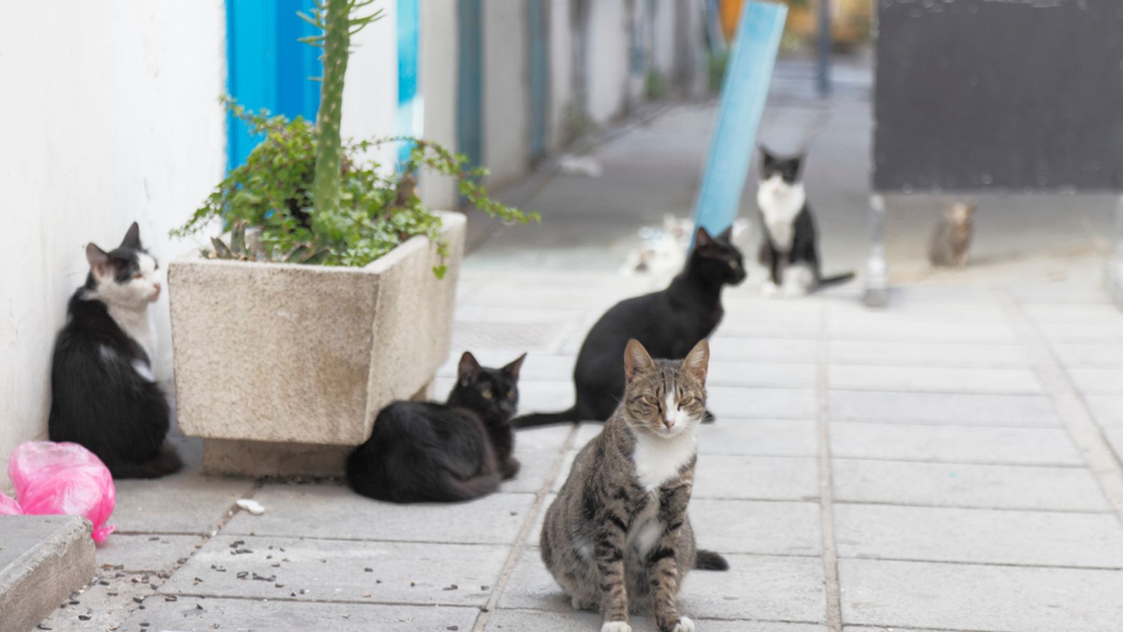 Котки ще бъдат лекувани с човешки COVID лекарства в Кипър, след като епидемията от котешки вирус остави хиляди мъртви