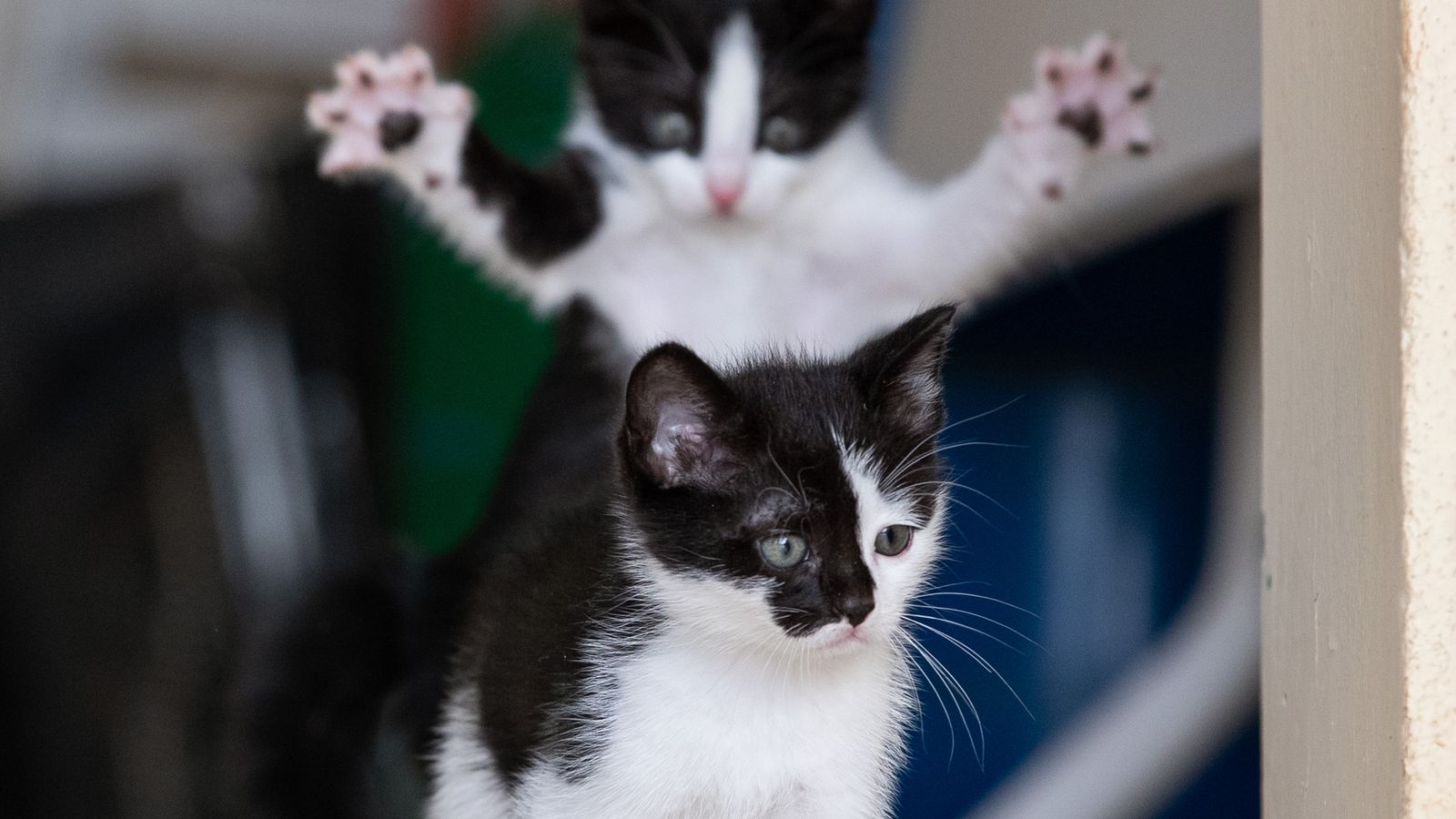 Comedy Pet Photography Awards: Pouncing kittens and diving dogs among the winners