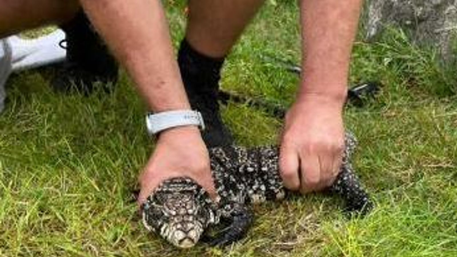 'Extremely large lizard' kept in dog kennel after being found in ...