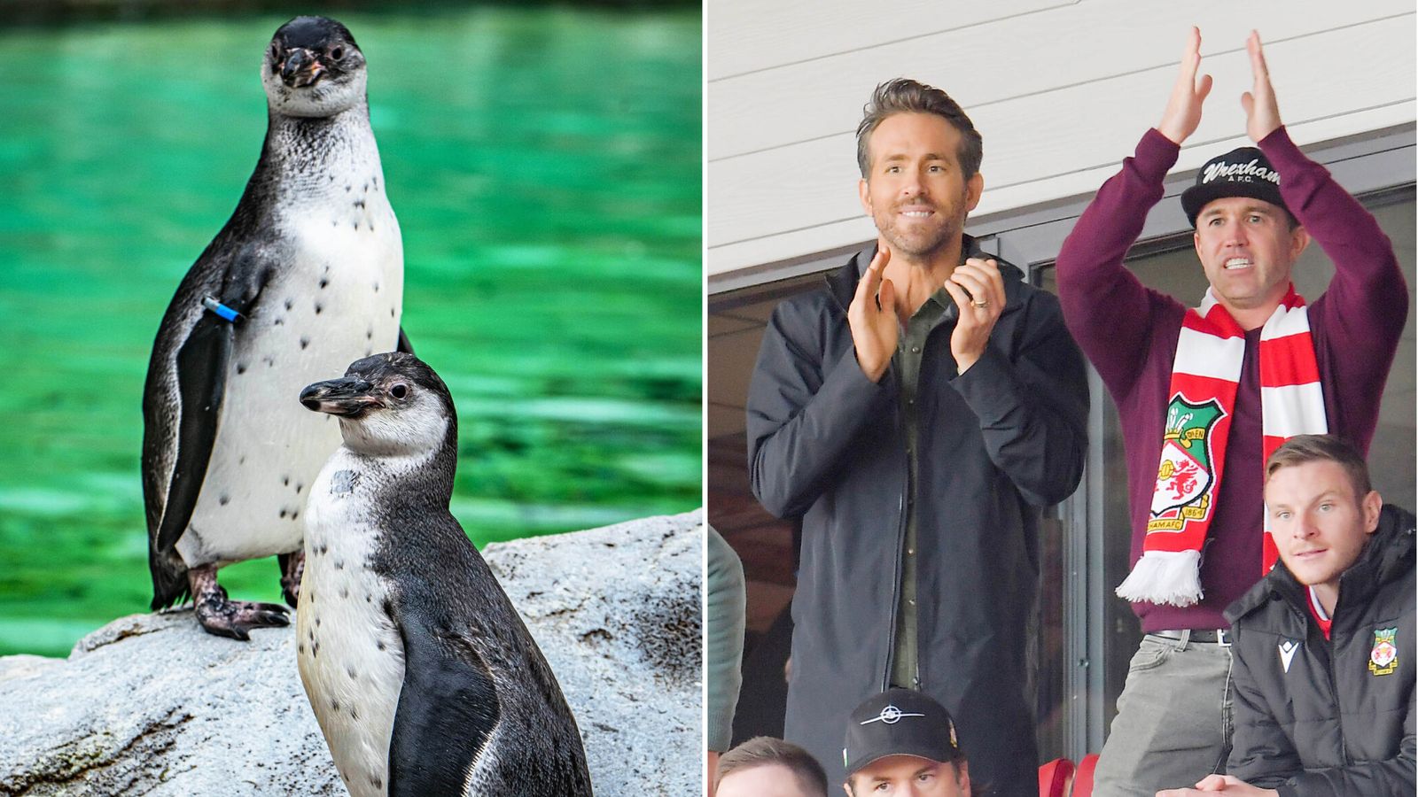 Зоологическата градина в Честър кръщава уязвимите пингвини на собствениците на Рексам Райън Рейнолдс и Роб МакЕлхени