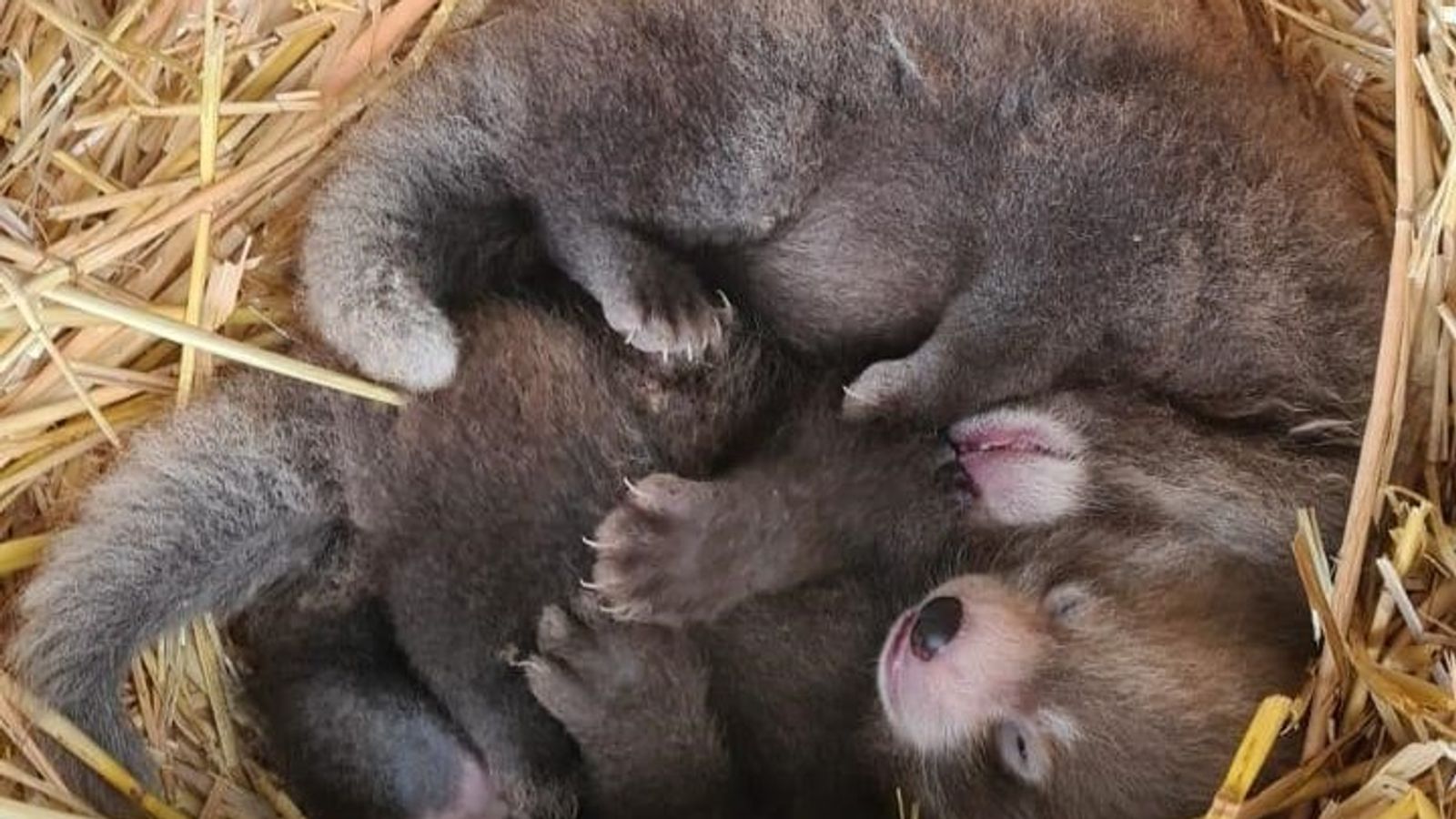Бебета червени панди: Новородените близнаци „дават двойна надежда на застрашените видове“, казва зоопарк Whipsnade
