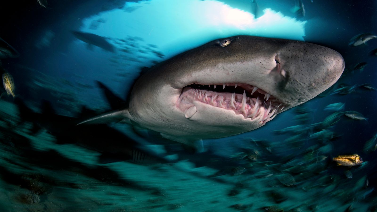 Жена в критично състояние след атака на акула на плажа в Ню Йорк