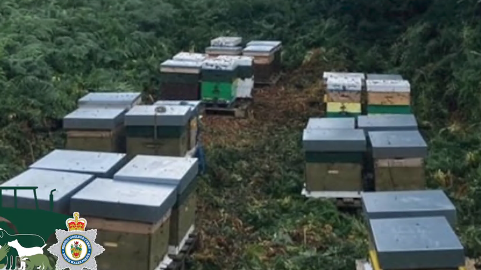 Полицията издирва крадец, откраднал 14 пчелни кошера в град Уелс