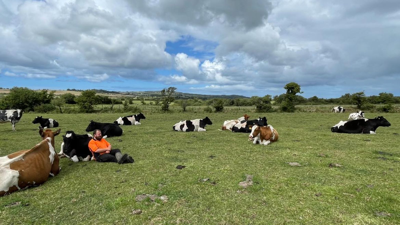 Anglesey: Фермерите са „опустошени“, след като четири бременни крави умират при предполагаемо преследване на кучета
