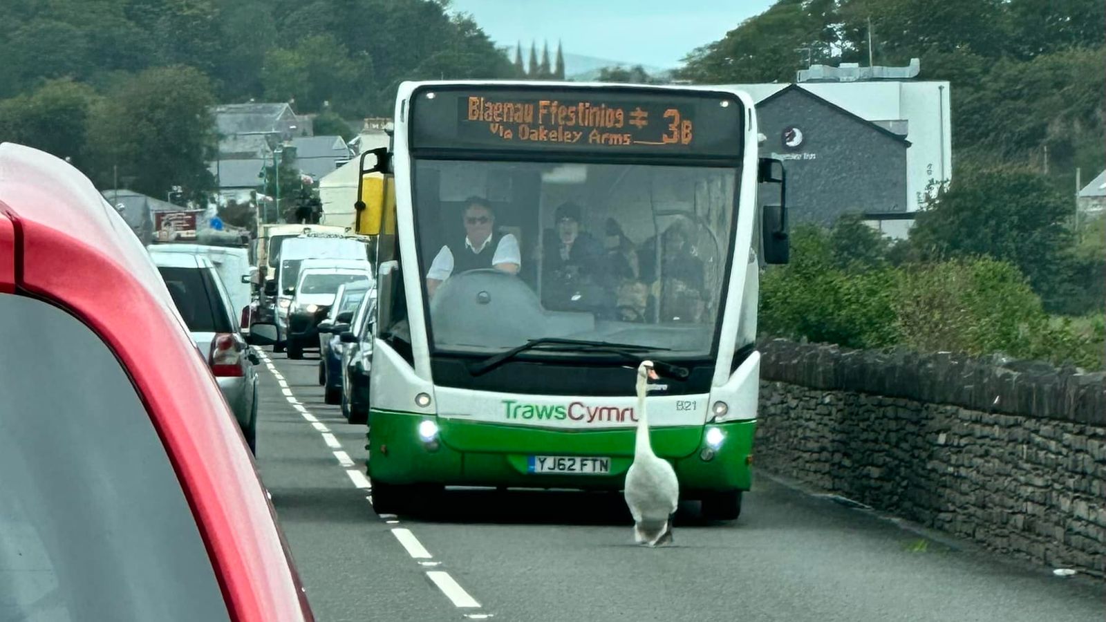 Swan brings Porthmadog traffic to a standstill 
