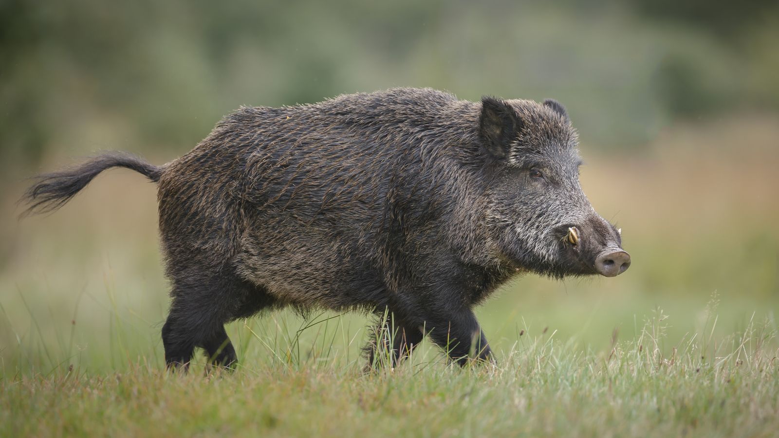 Защо дивите свине в Европа са радиоактивни