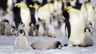 A group of emperor penguin chicks as the loss of sea ice in Antarctica. Pic: AP