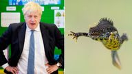 Boris Johnson and a great crested newt