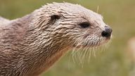 North American River Otter stock photo