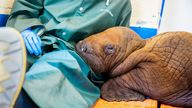 Pacific walrus pup rests his head on the lap of a staff member. Pic: AP