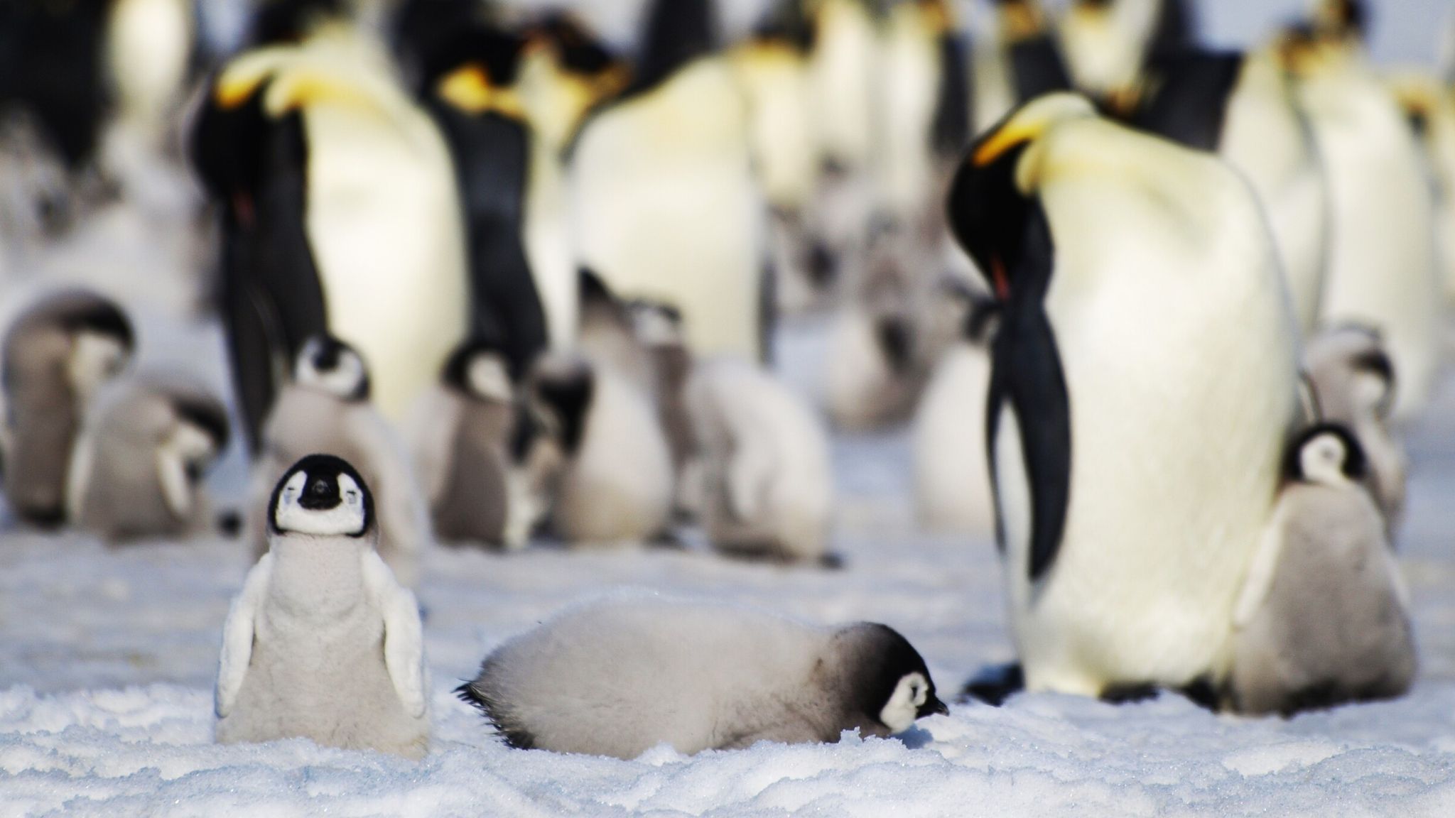 Satellites used to spot new emperor penguin colonies in the Antarctic from  space, Climate News