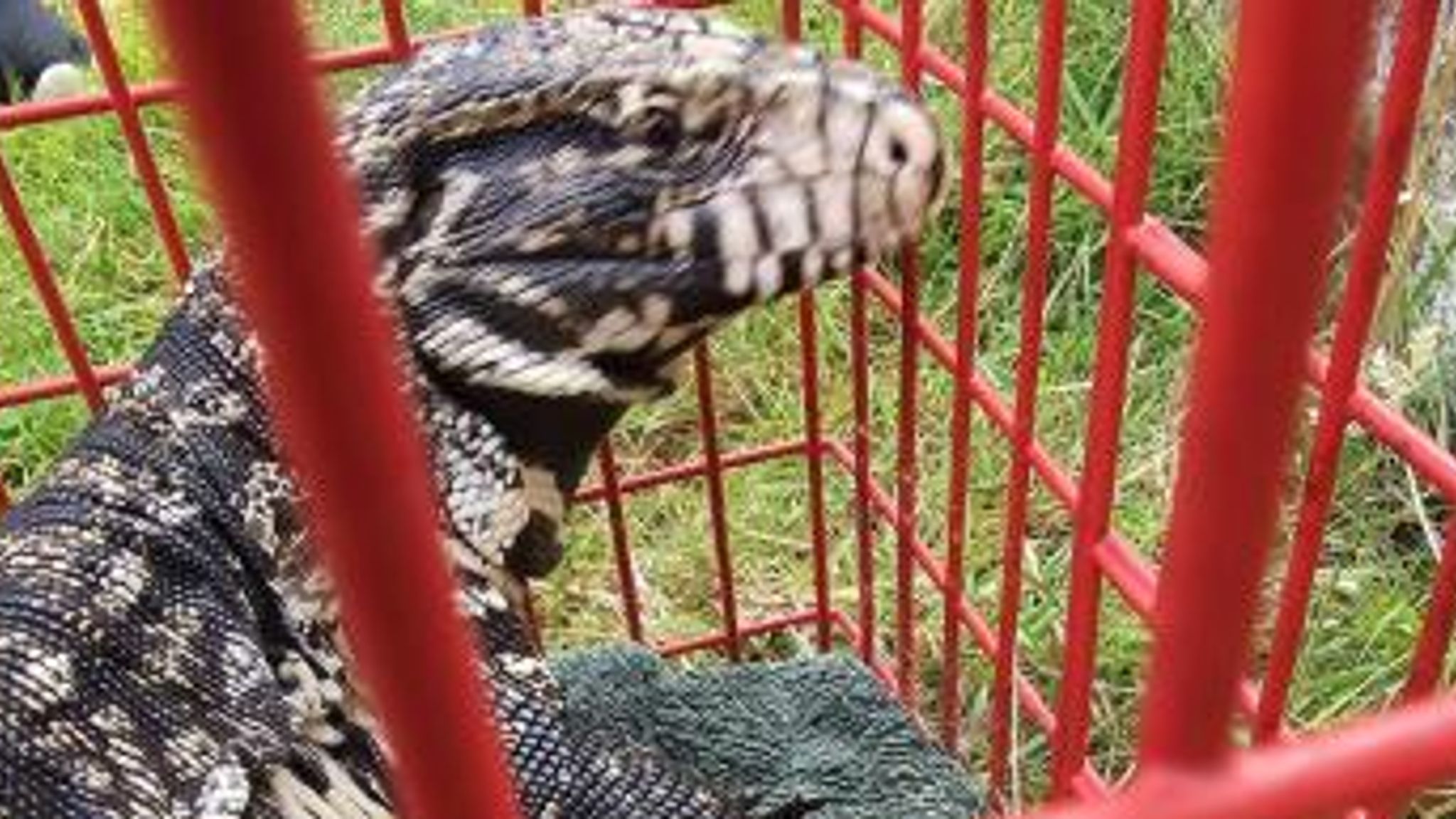 'Extremely large lizard' kept in dog kennel after being found in
