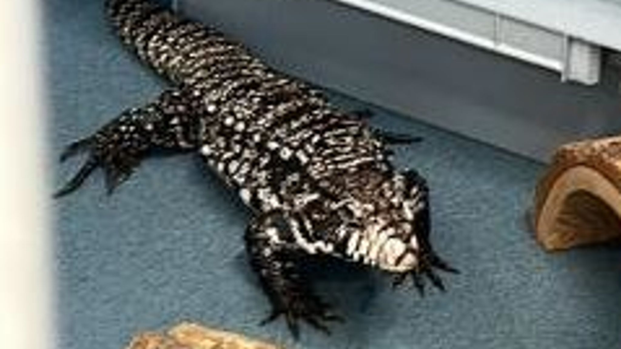 'Extremely large lizard' kept in dog kennel after being found in