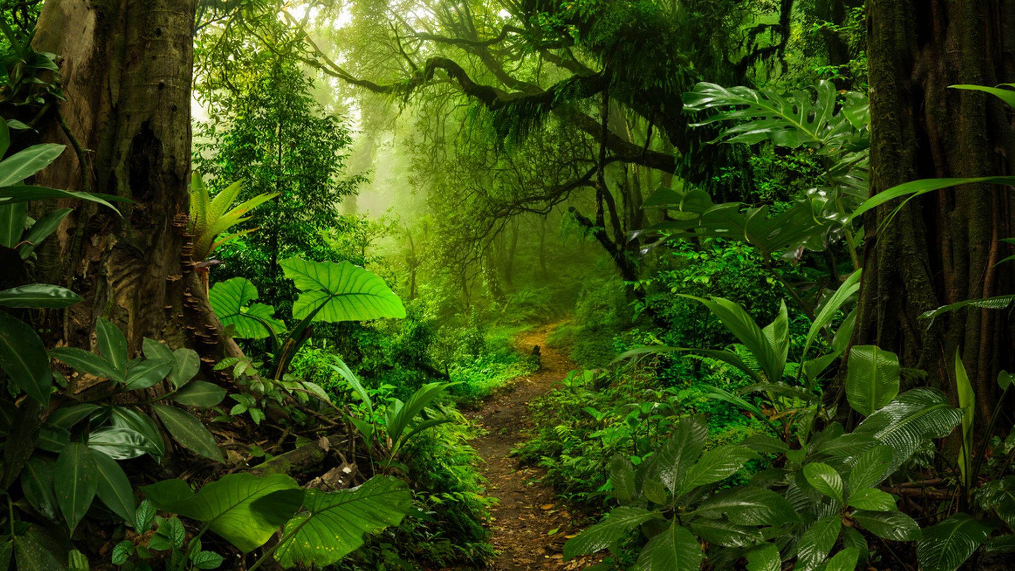 Rainforest Facts, Plants, Nature