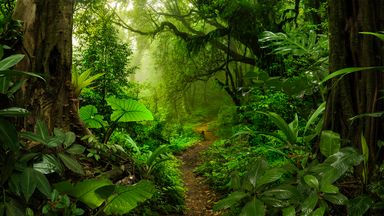 Some tropical rainforest leaves are becoming so hot they are unable to