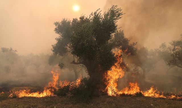 Greece wildfires: 18 burned bodies found - Vimarsana News