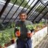 Seeds from Hiroshima 'survivor tree' growing in Scotland as part of peace project