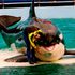 Killer whale Lolita dies after 52 years in captivity
