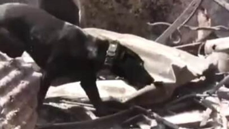 Canine team searches wildfire debris