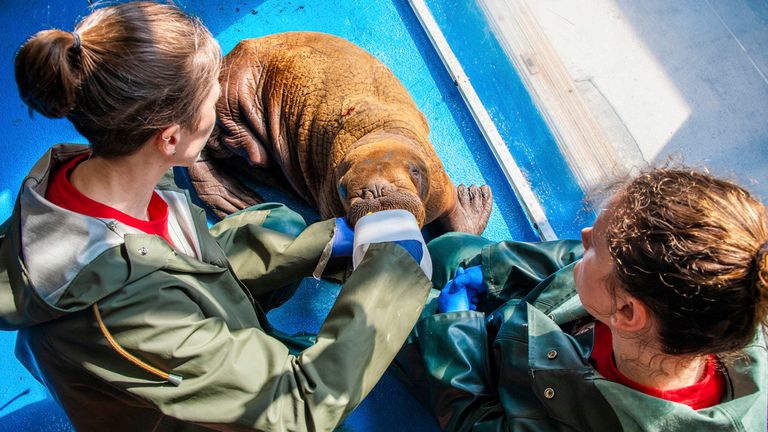 Wildlife Response Animal Care Specialists Halley Werner, left, and Savannah Costner feed formula to a male Pacific walrus calf Pic:AP