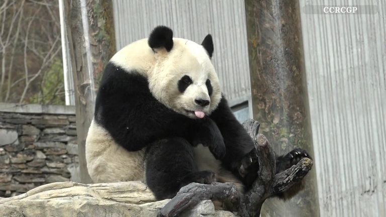 Panda with hiccups in china