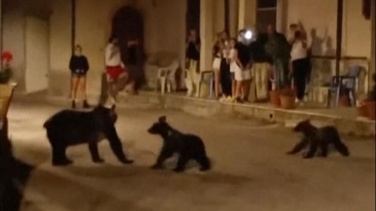 Footage shows family of bears taking a stroll around a village in Abruzzo.