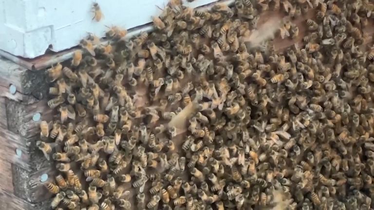 Five million bees escape truck