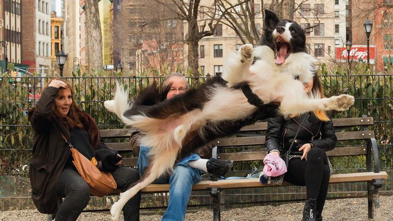 The Comedy Pet Photography Awards 2023.Chris Porsz.PETERBOROUGH.United Kingdom..Title: Barking!.Description: In March 2019 I was sat in the Union Sq New York dog run when I spotted a lady with a pink bag on her hand ( to keep her hand clean) throwing a ball to her dog which was sat down facing her. The dog then launched itself and flipped in mid air to face me and snap! As you can see the lady with her  hand on her head was as surprised as me and I think she is saying phew! 