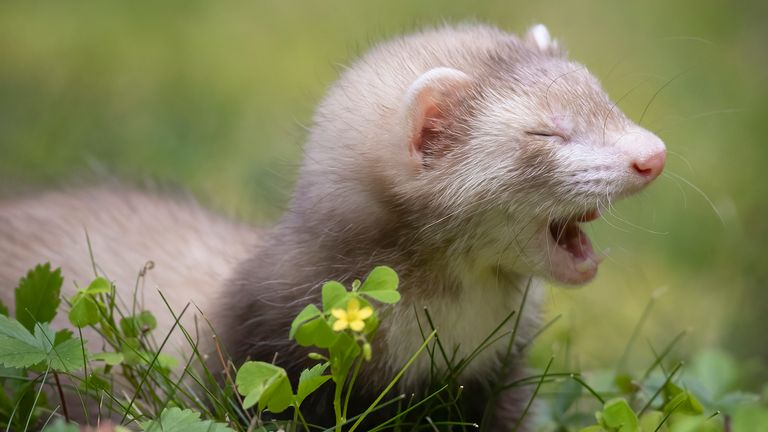 The Comedy Pet Photography Awards 2023.Darya Zelentsova.Amherst.United States..Title: The first outdoor walk.Description: Tiny happy ferret Boudicca (only 2,5 month old!) enjoys her first outdoor walk..Animal: Boudicca The Ferret.Location of shot: Amherst, MA