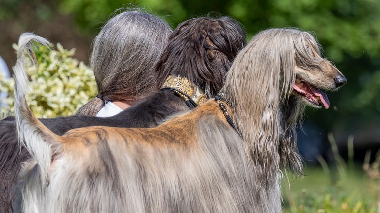 The Comedy Pet Photography Awards 2023.Klaus-Peter Selzer.66763 Dillingen.Germany..Title: The three Greys.Description: Karin and her two dogs. Don&#39;t they all look almost the same? ....Animal: Afghan Windhounds.Location of shot: Landstuhl, Germany