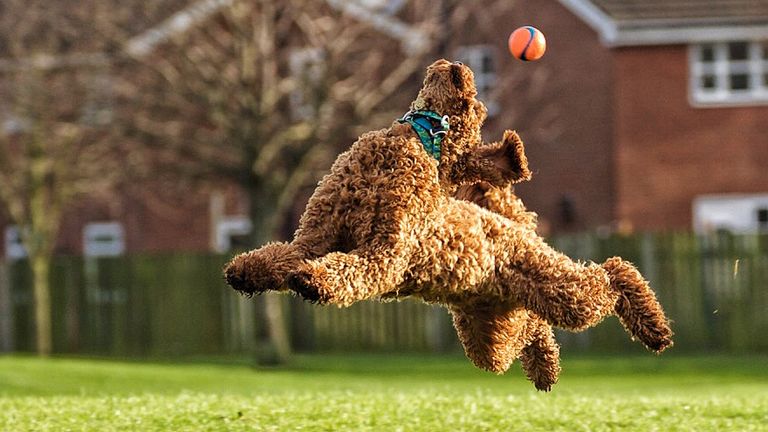 Comedy Pet Photography Awards: Pouncing kittens and diving dogs among the winners