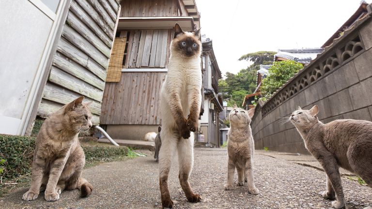 The Comedy Pet Photography Awards 2023.Kenichi Morinaga.Fukuoka.Japan..Title: Football free kick.Description: football and waiting for free kick..Animal: cat.Location of shot: Fukuoka Japan