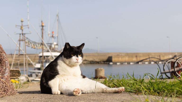 The Comedy Pet Photography Awards 2023.Kenichi Morinaga.Fukuoka.Japan..Title: The big Boss..Description: Big Boss is the Boss around here.He is gentle and kindness just big..Animal: cat.Location of shot: Fukuoka Japan