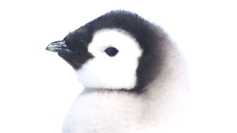 Emperor penguin chick2. Credit Peter Fretwell@BAS