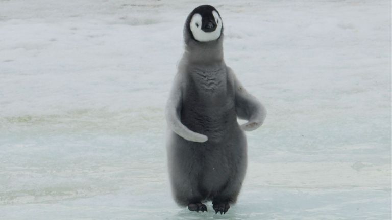 Emperor penguin chick1. Credit Peter Fretwell@BAS