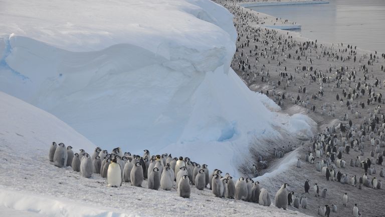 Emperor penguins rely on Antarctic sea ice to raise their chicks. Pic: Christopher Walton/BAS