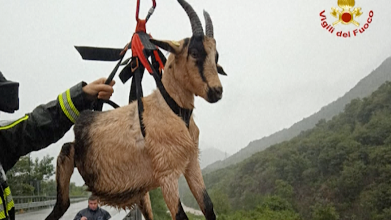 Firefighters in northern Italy came to the rescue of a group of goats and  sheep trapped in the middle of a flooded river.