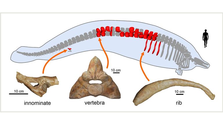 Graphic issued by Nature of the preserved bones of Perucetus colossus, a 39 million-year-old extinct whale which &#39;may be heaviest animal that ever lived&#39; 