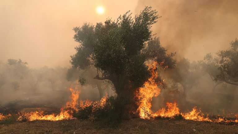 Flames burn a tree as a wildfire rages in Alexandroupolis, on the region of Evros, Greece, August 22, 2023. REUTERS/Alexandros Avramidis TPX IMAGES OF THE DAY
