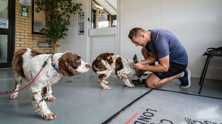 An owner is reunited with his Springer Spaniels at the Heathrow Animal Reception Centre. Each year approximately 14,000 dogs and cats, 400 horses, 100,000 reptiles, 1,000 birds and 28 million fish are imported through Heathrow Airport in London. Picture date: Thursday August 10, 2023.