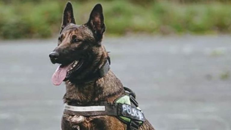 PD Jax  became aggressive during a search for a missing person in Walton-le-Dale in Lancashire on Thursday morning
Pic: Lancashire Police 