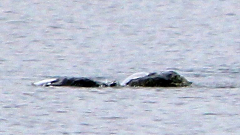 Mystery creature on Loch Ness which was photographed by Chie Kelly   Pic:Chie Kelly/Peter Jolly Northpix