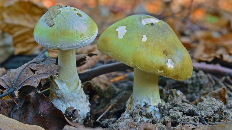 The four people were fed death cap mushrooms. File pic