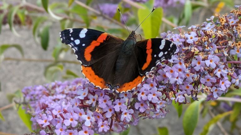Undated handout photo issued by Butterfly Conservation of a Red Admiral butterfly. Climate change is causing the migratory butterfly to stay in the UK over winter and abandon its usual flight south, a citizen science project has revealed. Pic: Paul Brook/Butterfly Conservation