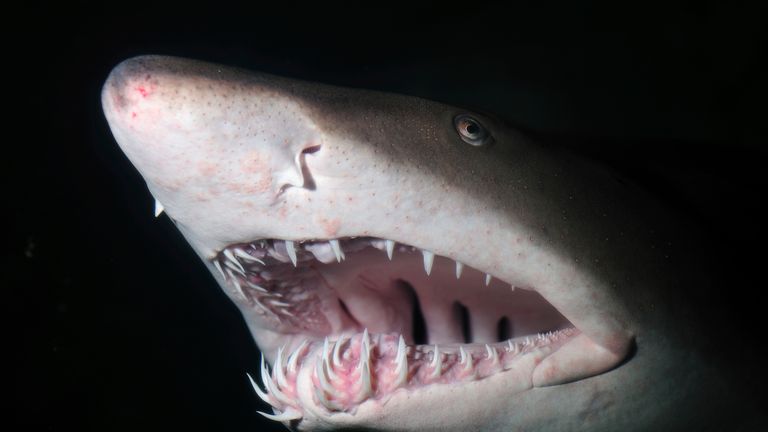 Sand tiger shark, Carcharias taurus,  
Pic:AP